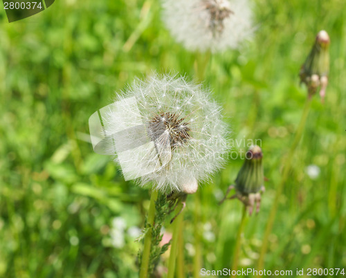 Image of Dandelion flower