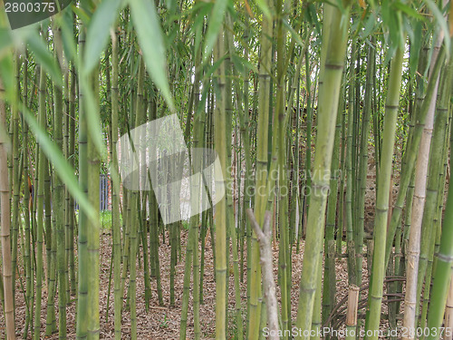 Image of Bamboo plant