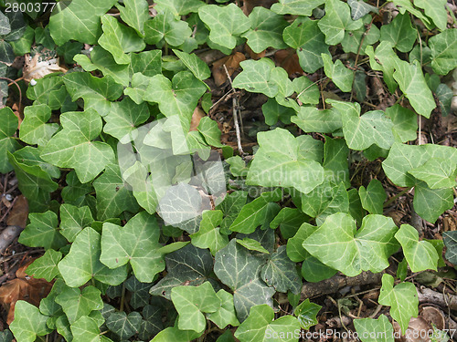 Image of Ivy leaves