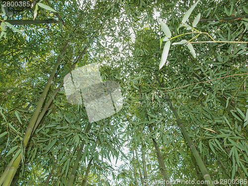 Image of Bamboo plant