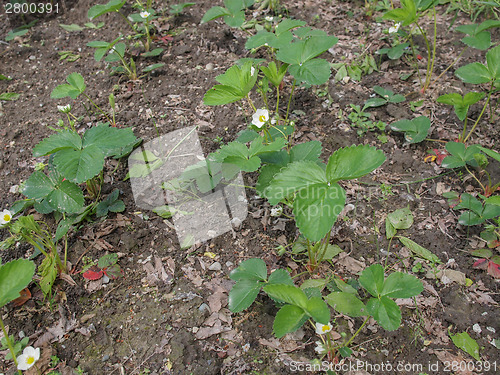 Image of Strawberry field