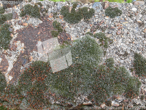 Image of Moss background
