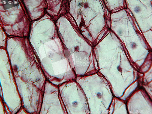 Image of Onion epidermus micrograph