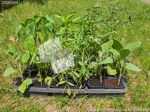 Image of Plug plant
