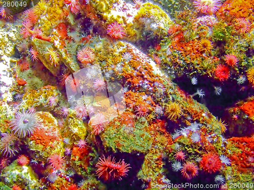 Image of Colorful coral