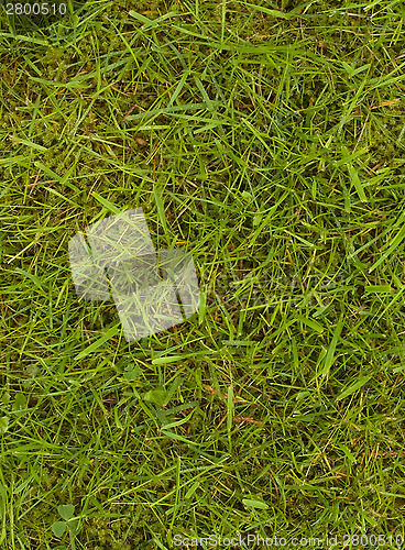 Image of Lawn with grass and moss