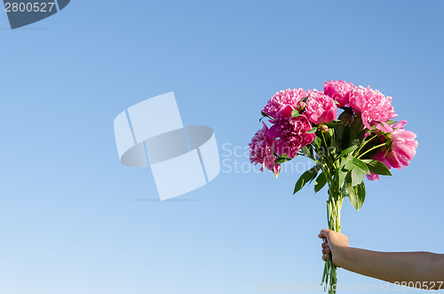 Image of bouquet of pink peonies in woman hand on blue sky 