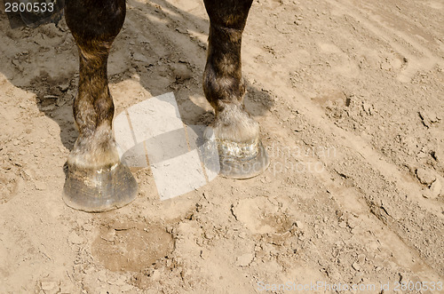 Image of close up of horse hooves on sand 