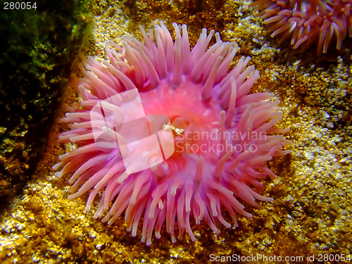 Image of Hex coral