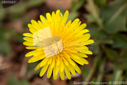 Image of Dandelion Flower Weed