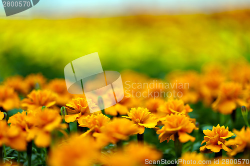 Image of Marigold Flowers Macro