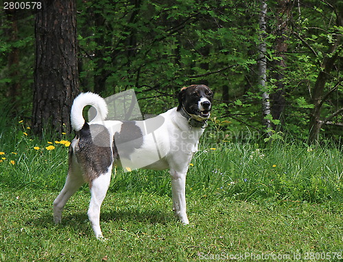 Image of Mongrel dog