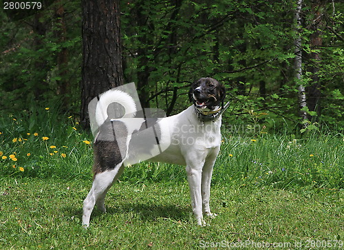 Image of Mongrel dog