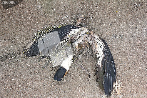 Image of The skeleton of a pigeon 