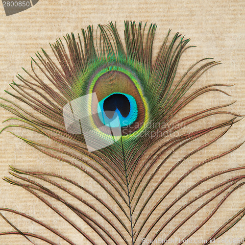 Image of Peacock Feather