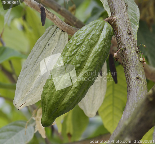 Image of Cocoa Tree With Fruits
