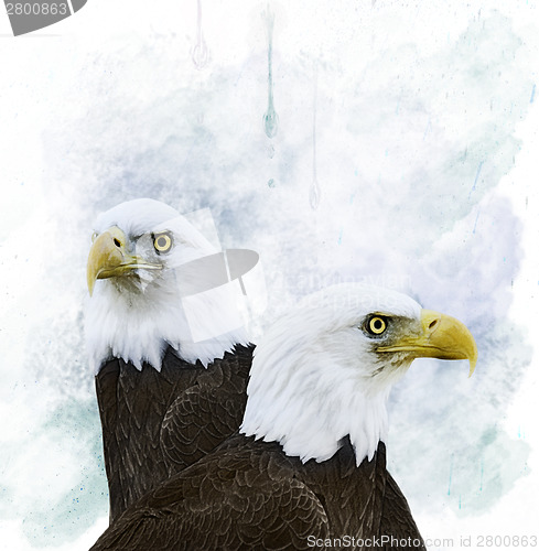 Image of Eagles