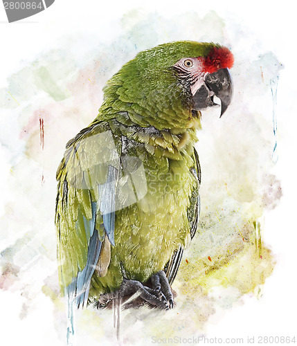 Image of Watercolor Image Of  Parrot