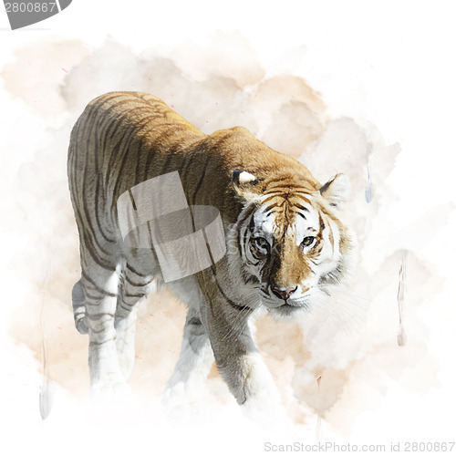 Image of Tiger Walking