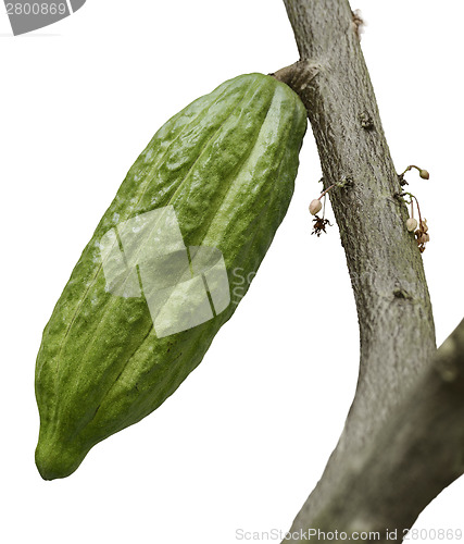 Image of Cocoa Tree With Fruit