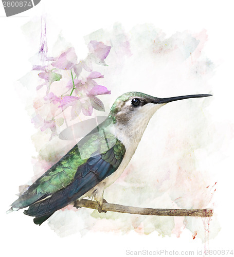 Image of Hummingbird Perching