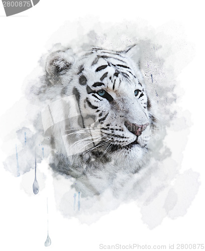 Image of White Tiger