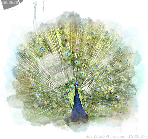 Image of Peacock