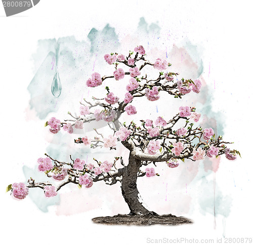 Image of Pink Blossoming Tree