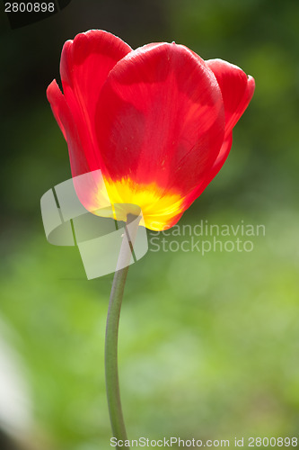 Image of red tulip