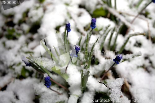 Image of flowers under sudden snow