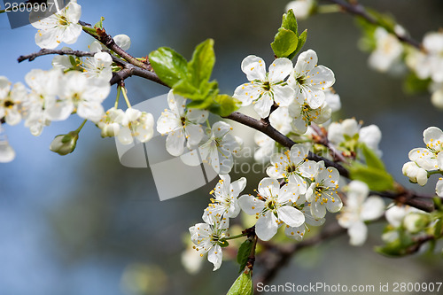 Image of spring white blossom plum tree