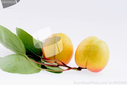 Image of Ripe apricot closeup 