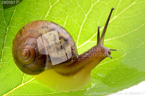 Image of Snail on a green leaf 
