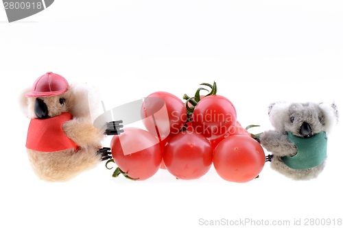 Image of Toy koala collecting Cherry tomato