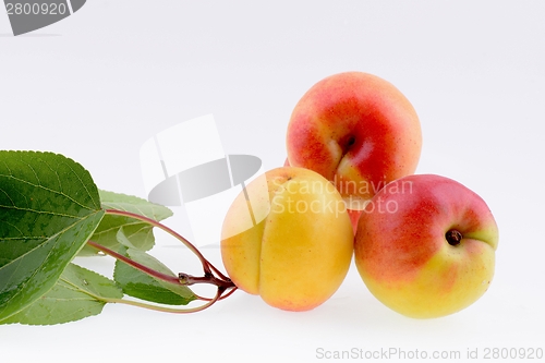 Image of Ripe apricot closeup 