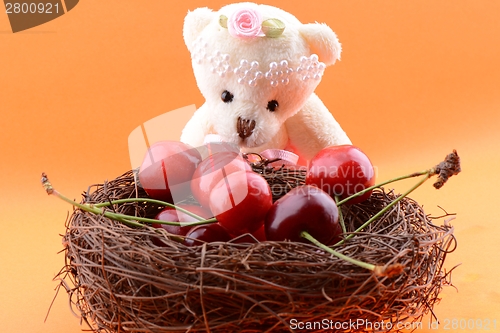 Image of Toy teddy bear collecting Sweet cherries