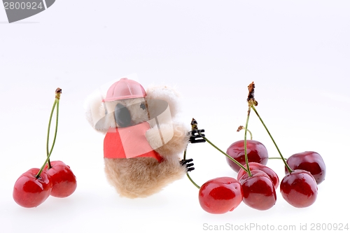 Image of Toy koala collecting Sweet cherries