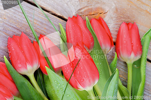 Image of Spring Tulips