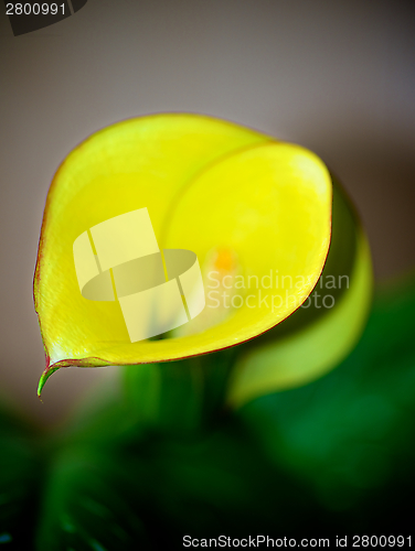 Image of Yellow Calla Lily