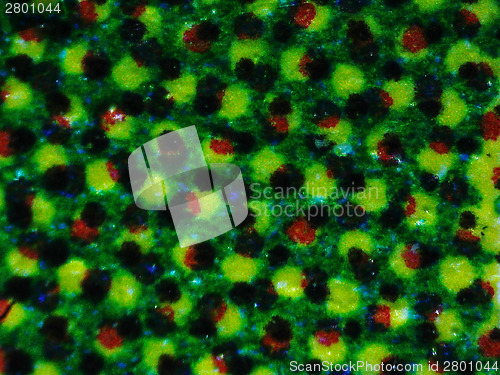 Image of Halftone micrograph