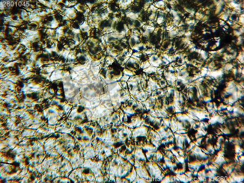Image of Courgettes micrograph