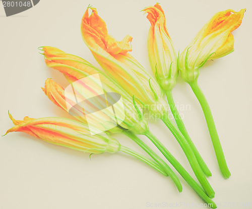 Image of Retro look Courgette Zucchini flowers