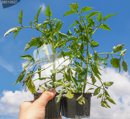 Image of Plug tomato plant