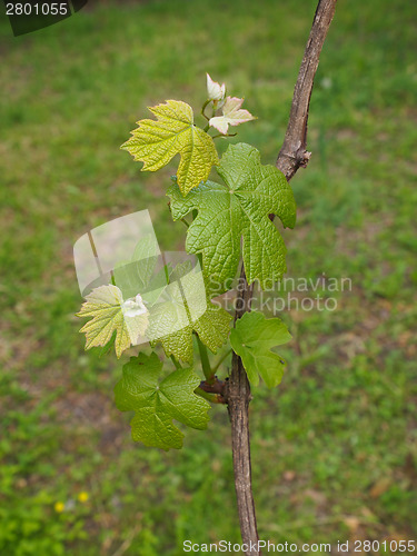 Image of Vitis plant