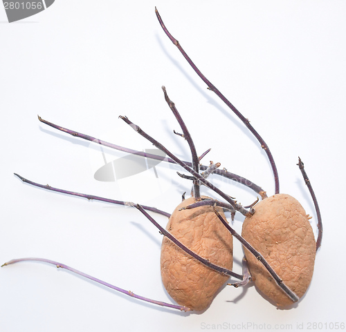 Image of Potato sprout