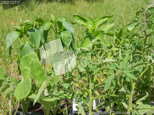 Image of Plug plant