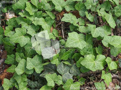 Image of Ivy leaves