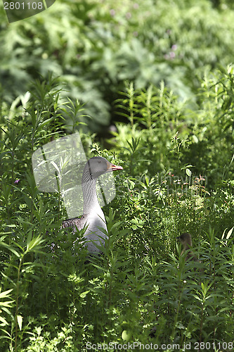 Image of Grey goose in a thicket