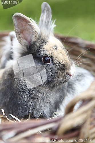 Image of Young Lion head bunny