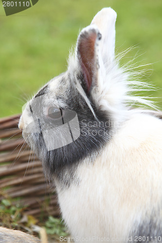 Image of Young Lion head bunny